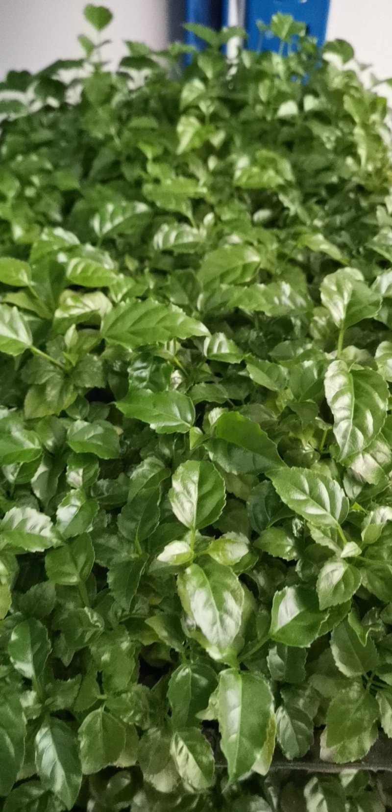绿宝平筛苗喜阳花卉大盆栽小盆栽观叶植物