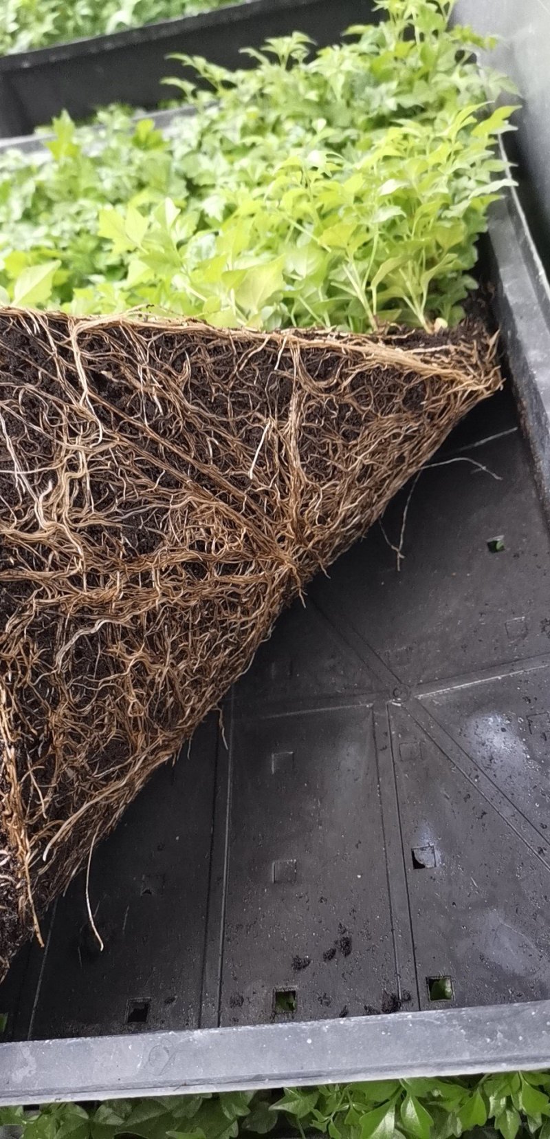 绿宝平筛苗喜阳花卉大盆栽小盆栽观叶植物