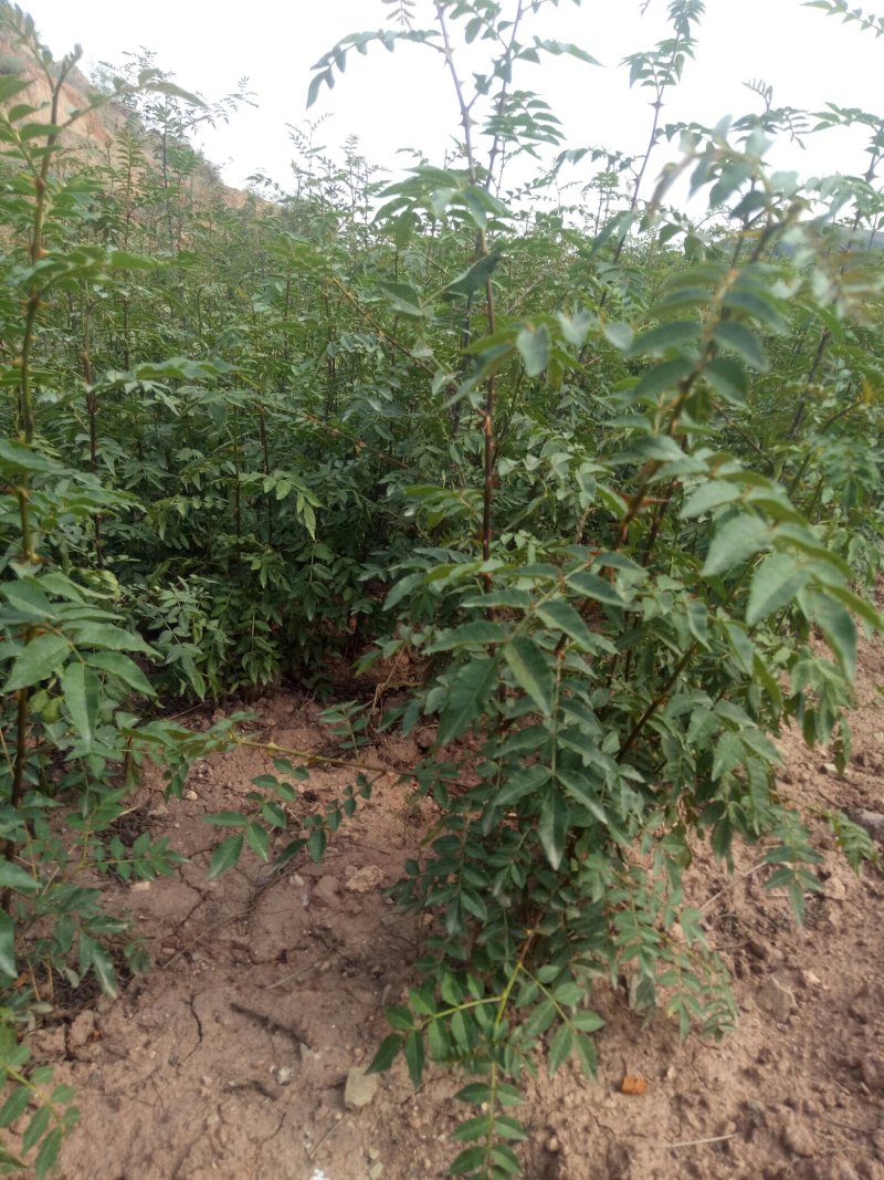 韩城大红袍狮子头，黄盖两年生苗木