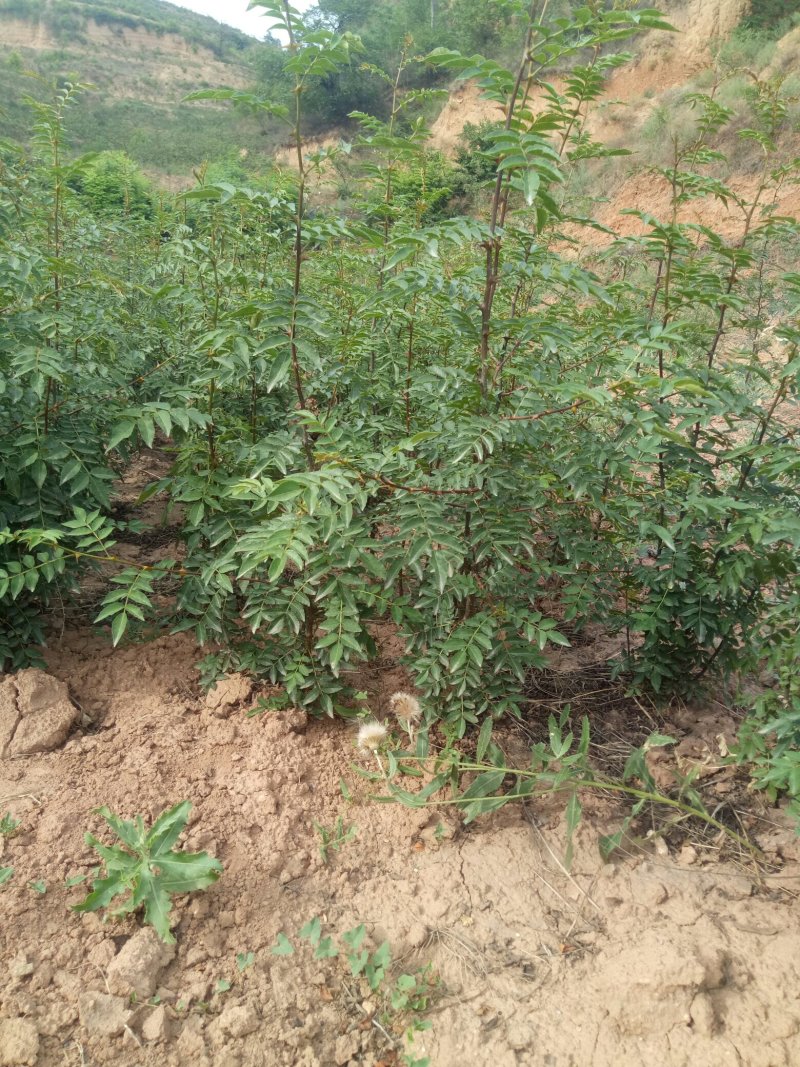 韩城大红袍狮子头，黄盖两年生苗木