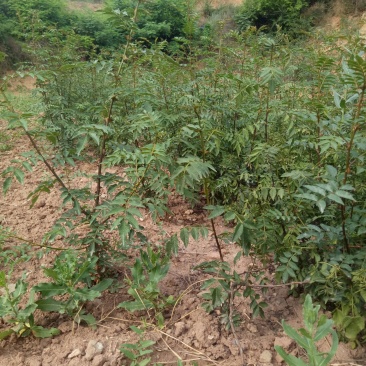 韩城大红袍狮子头，黄盖两年生苗木