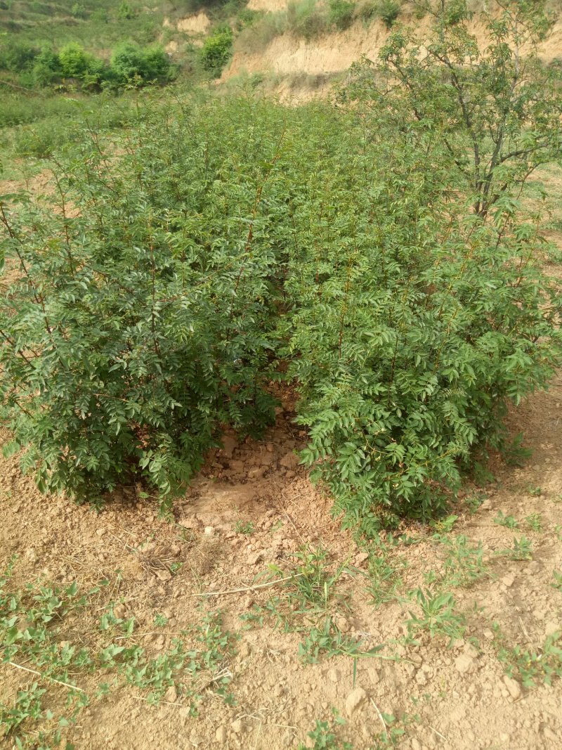 韩城大红袍狮子头，黄盖两年生苗木