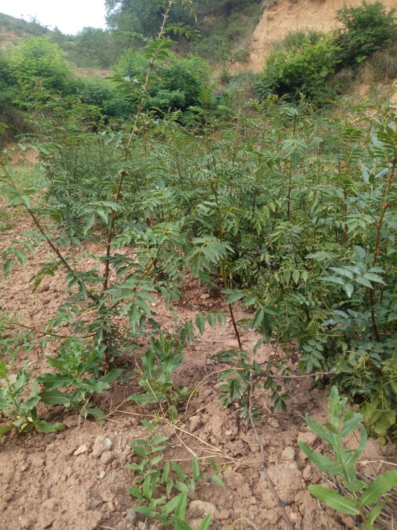 韩城大红袍狮子头，黄盖两年生苗木