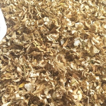 栀子花，干花，