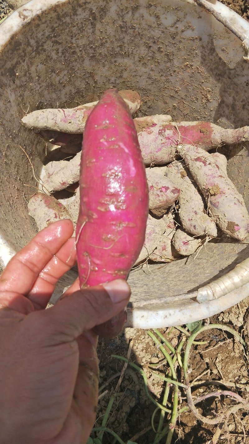一点红冰淇淋番薯红薯本地一点点