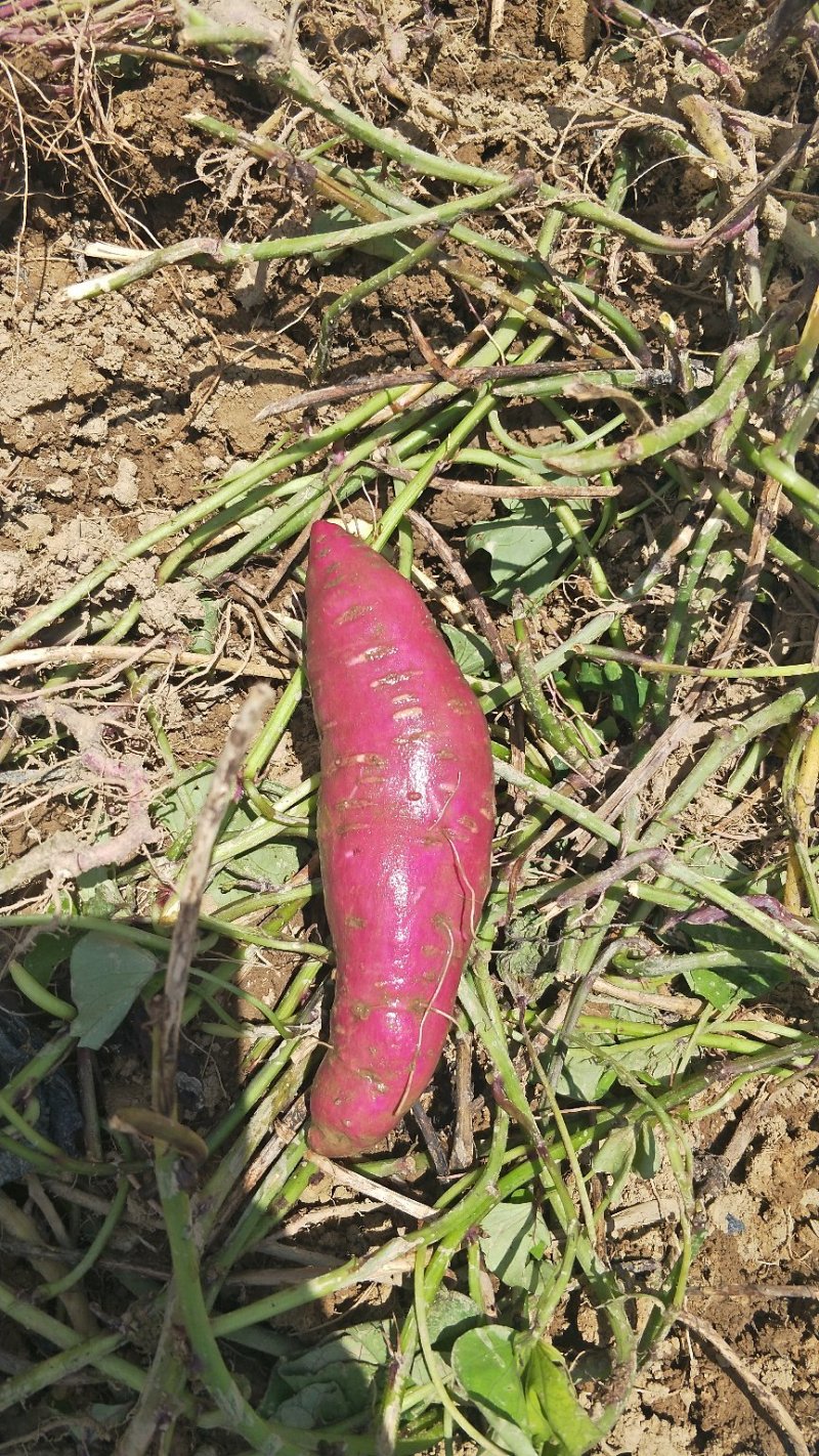 一点红冰淇淋番薯红薯本地一点点