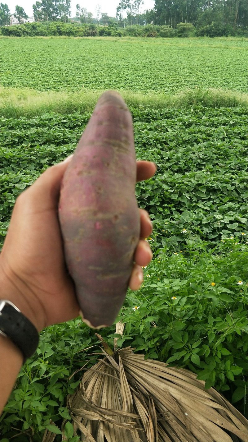 一点红冰淇淋番薯红薯本地一点点