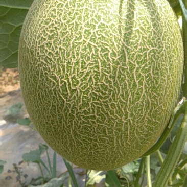 西州蜜瓜