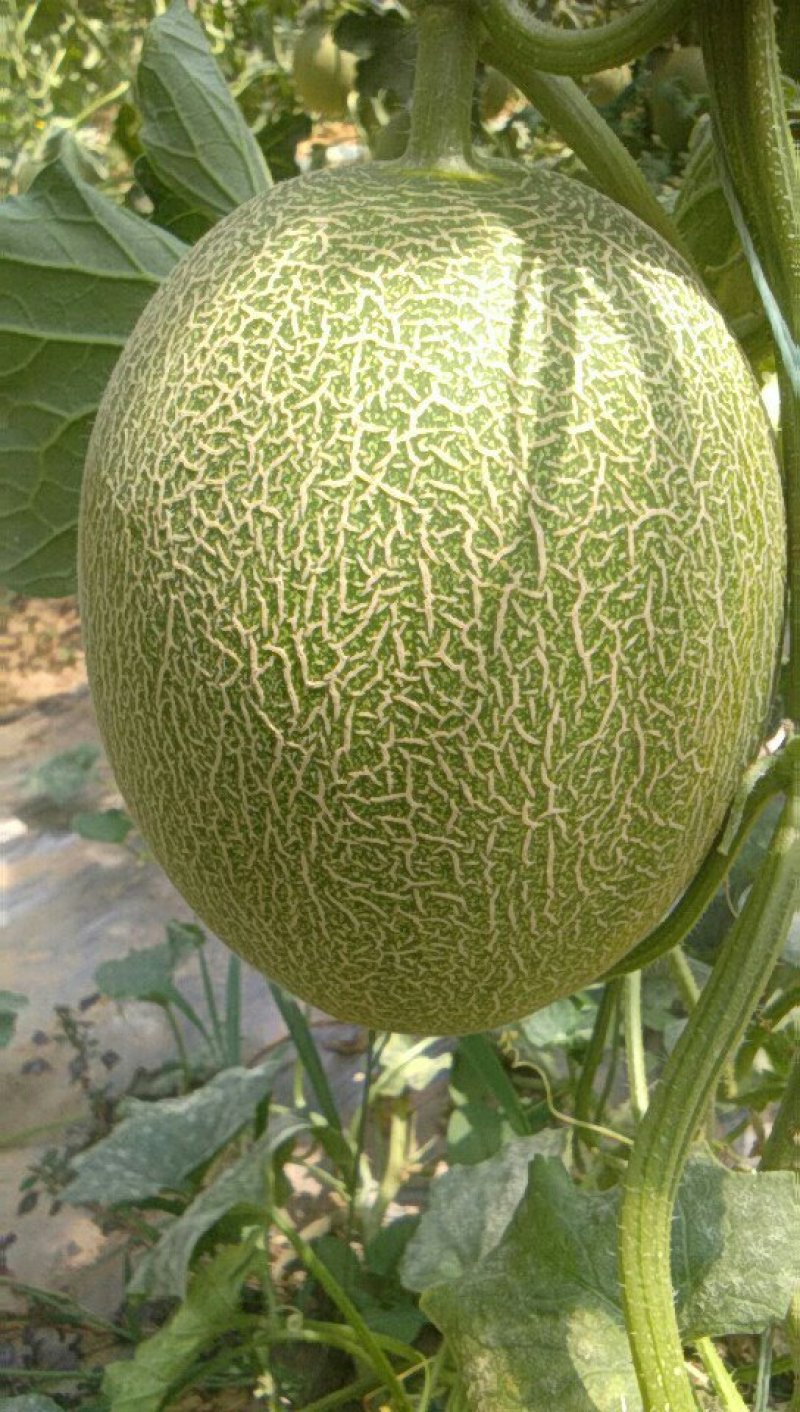 西州蜜瓜