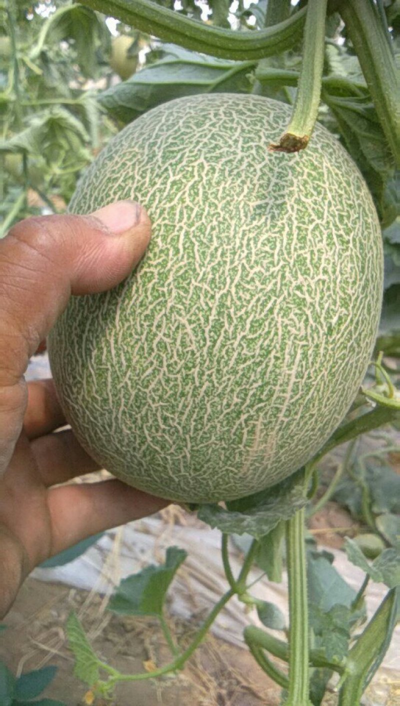 西州蜜瓜