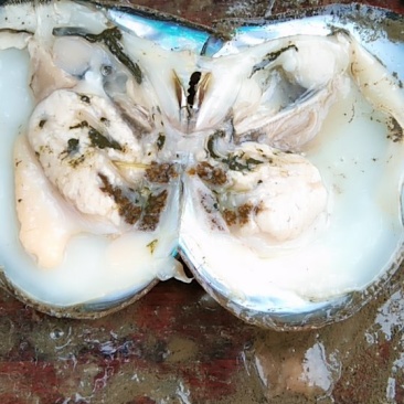 河蚌