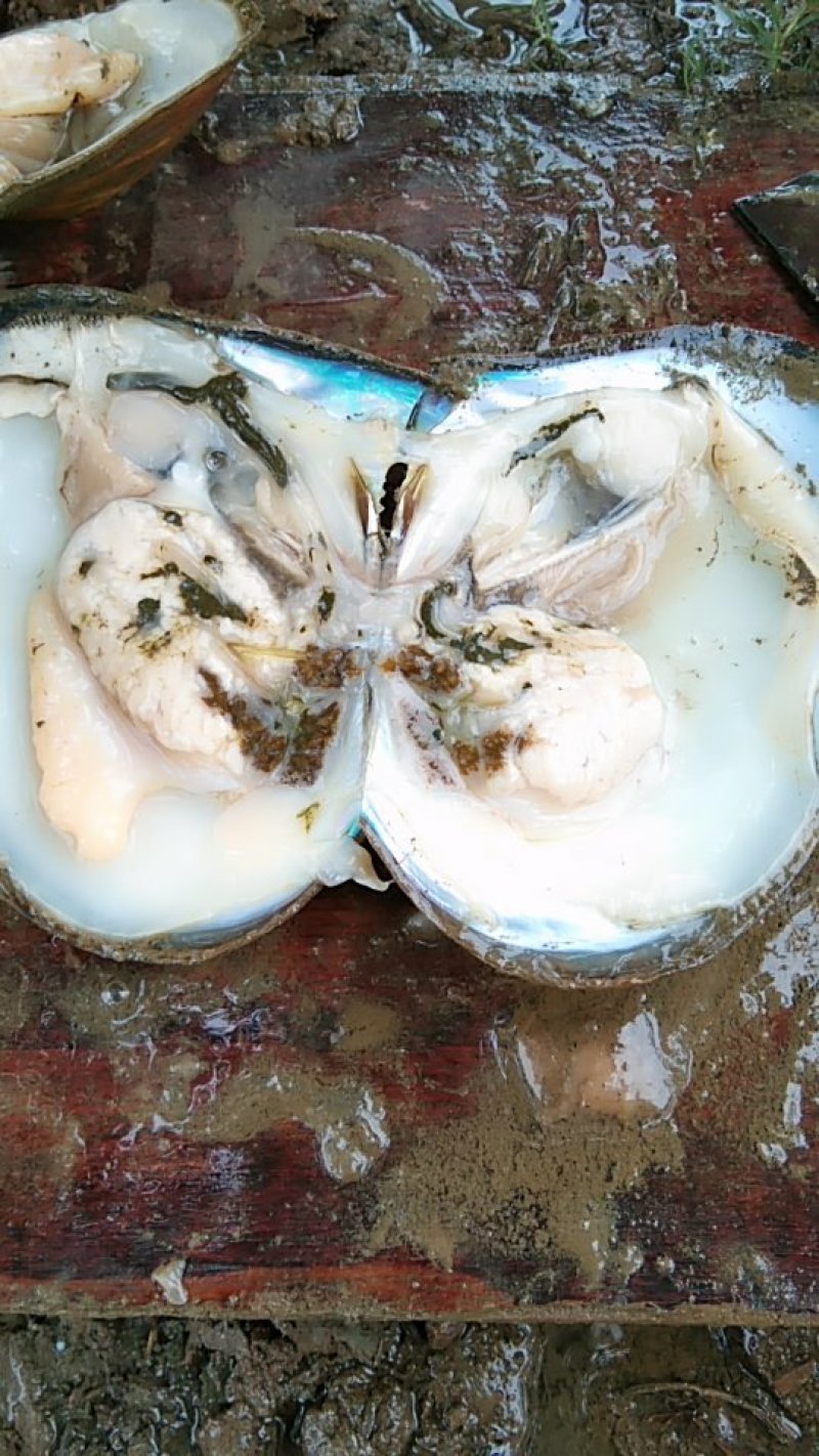 河蚌