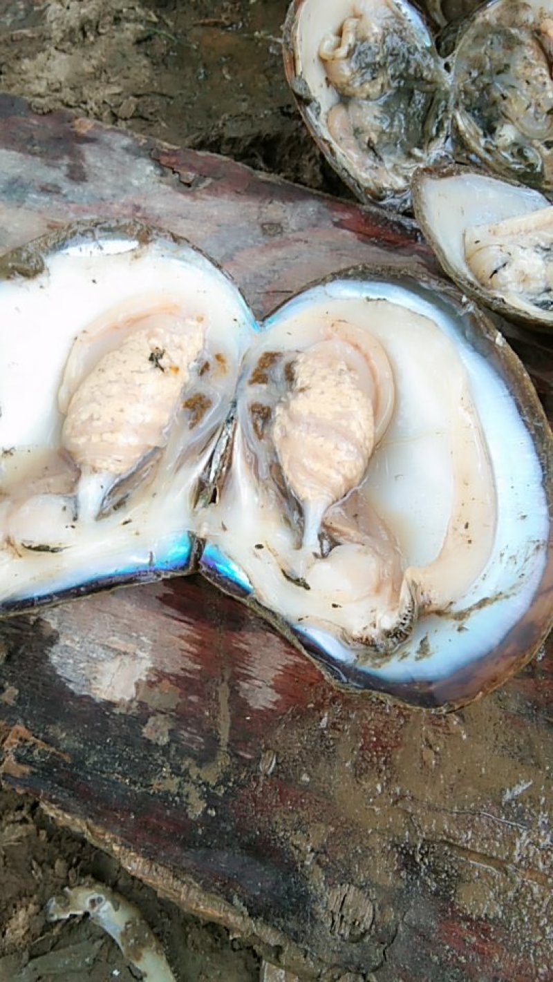 河蚌