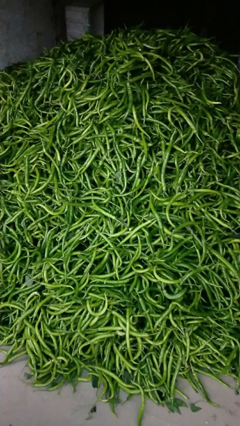 二荆条精选优质辣椒二荆条15~20厘米潼南基地直供