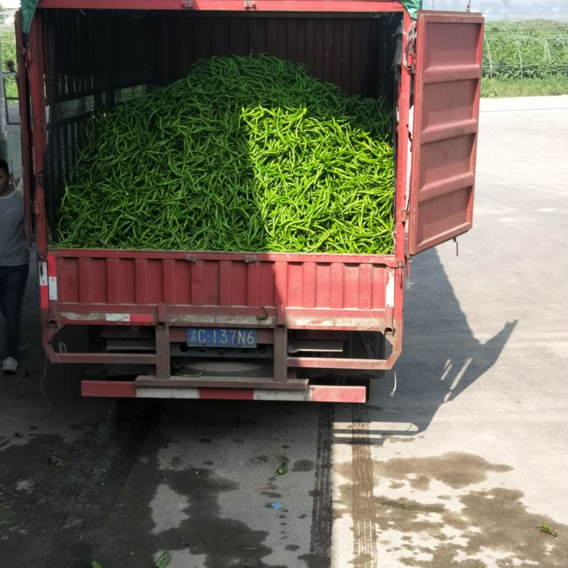 二荆条精选优质辣椒二荆条15~20厘米潼南基地直供