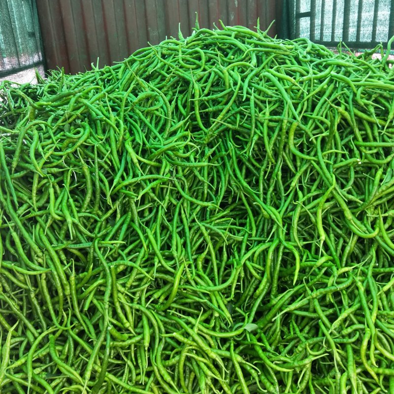 二荆条精选优质辣椒二荆条15~20厘米潼南基地直供