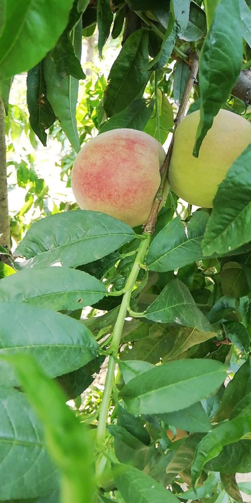 中三毛桃