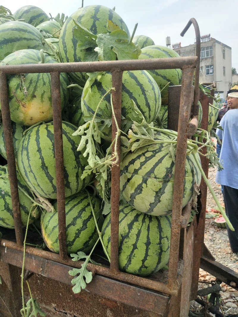 安徽8424西瓜基地直发可视频看货代发全国