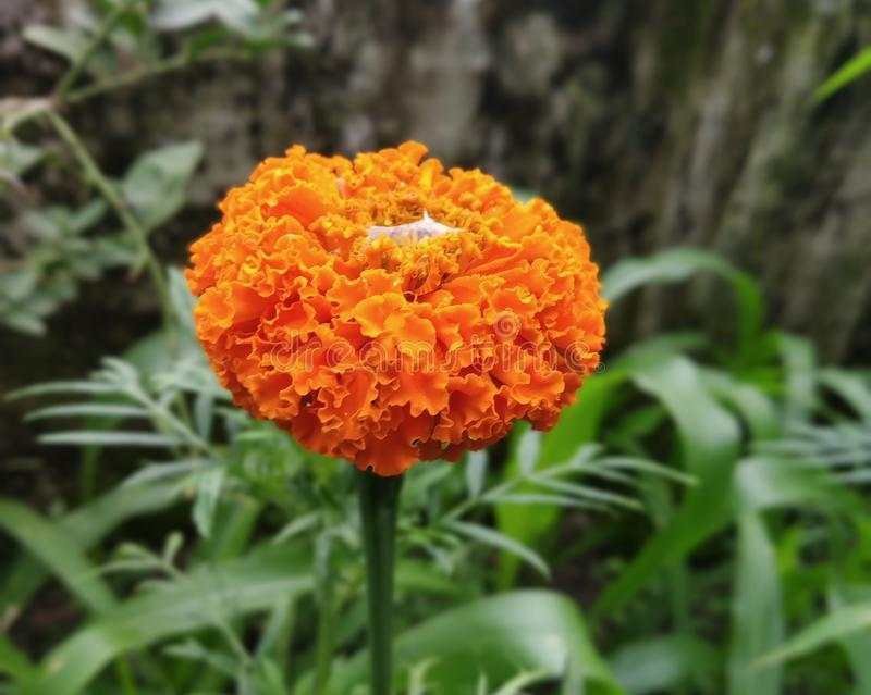 万寿菊花种子花卉化海种子公园庭院均可种植