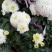 万寿菊花种子花卉化海种子公园庭院均可种植