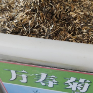 万寿菊花种子花卉化海种子公园庭院均可种植