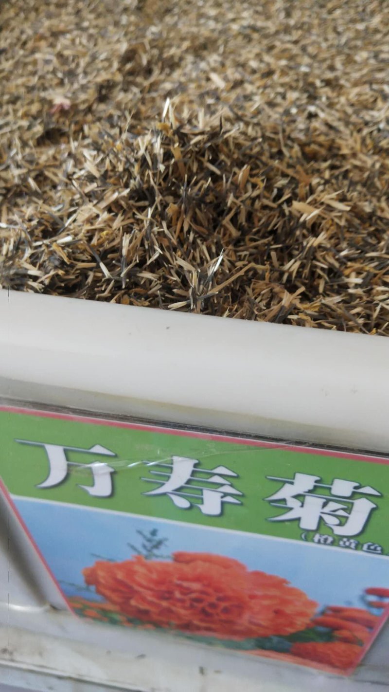 万寿菊花种子花卉化海种子公园庭院均可种植