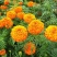 万寿菊花种子花卉化海种子公园庭院均可种植