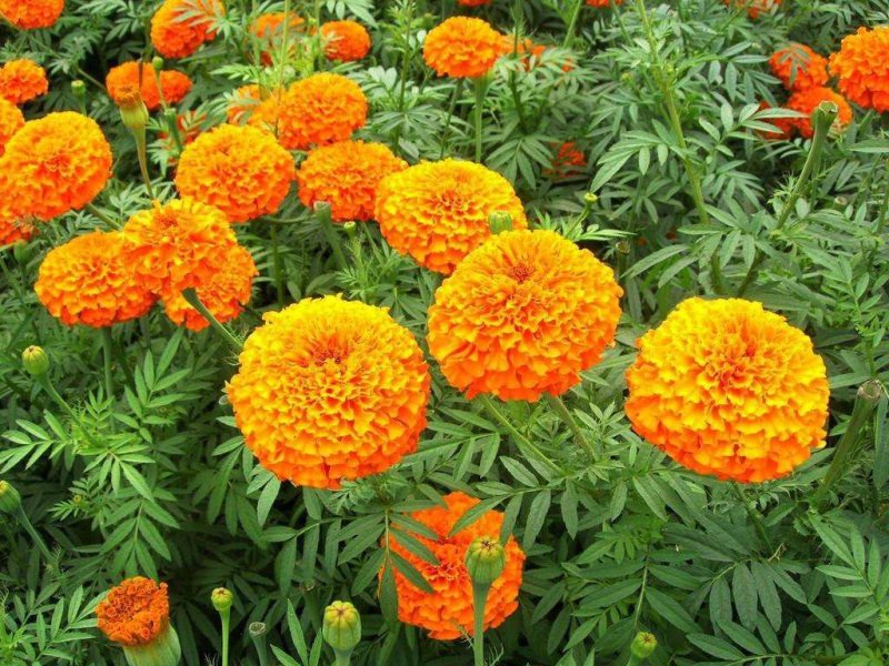 万寿菊花种子花卉化海种子公园庭院均可种植