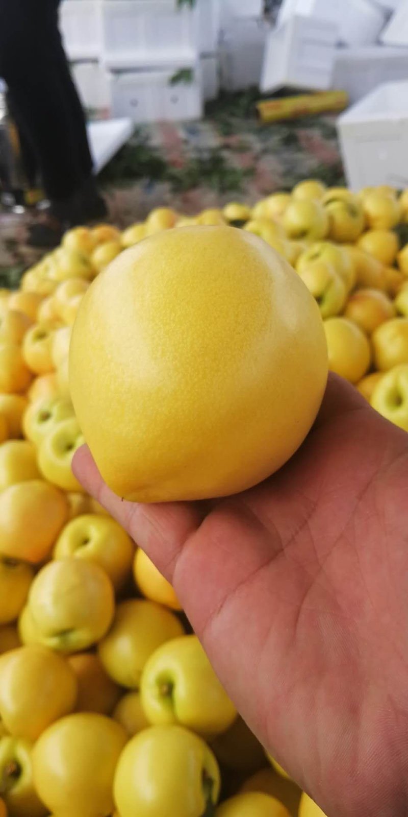 油桃