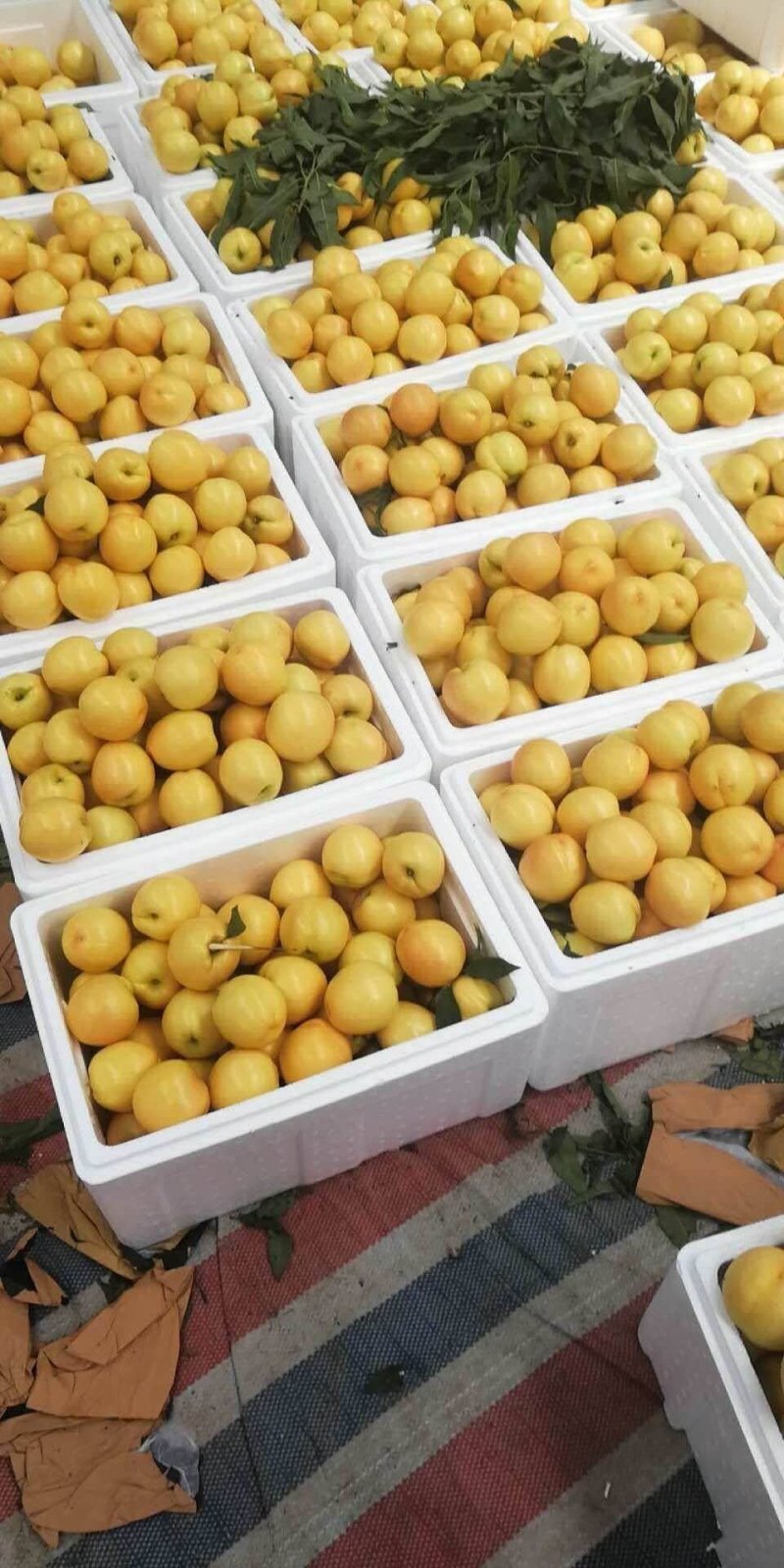 油桃