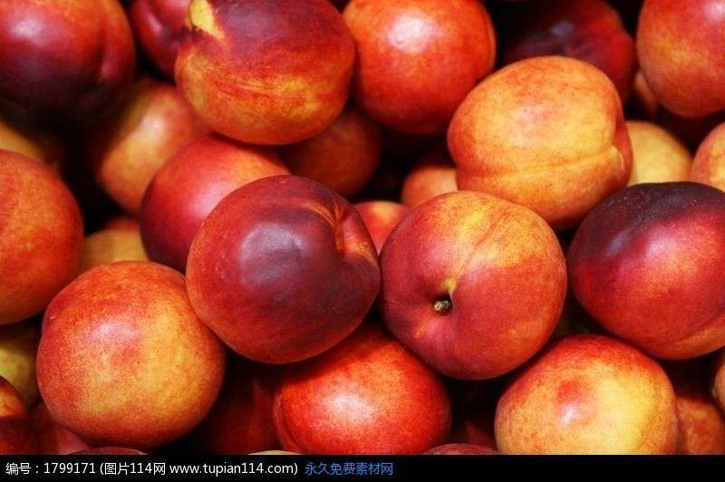 河南豫东黄河古道优质果园48油桃，近期大量上市