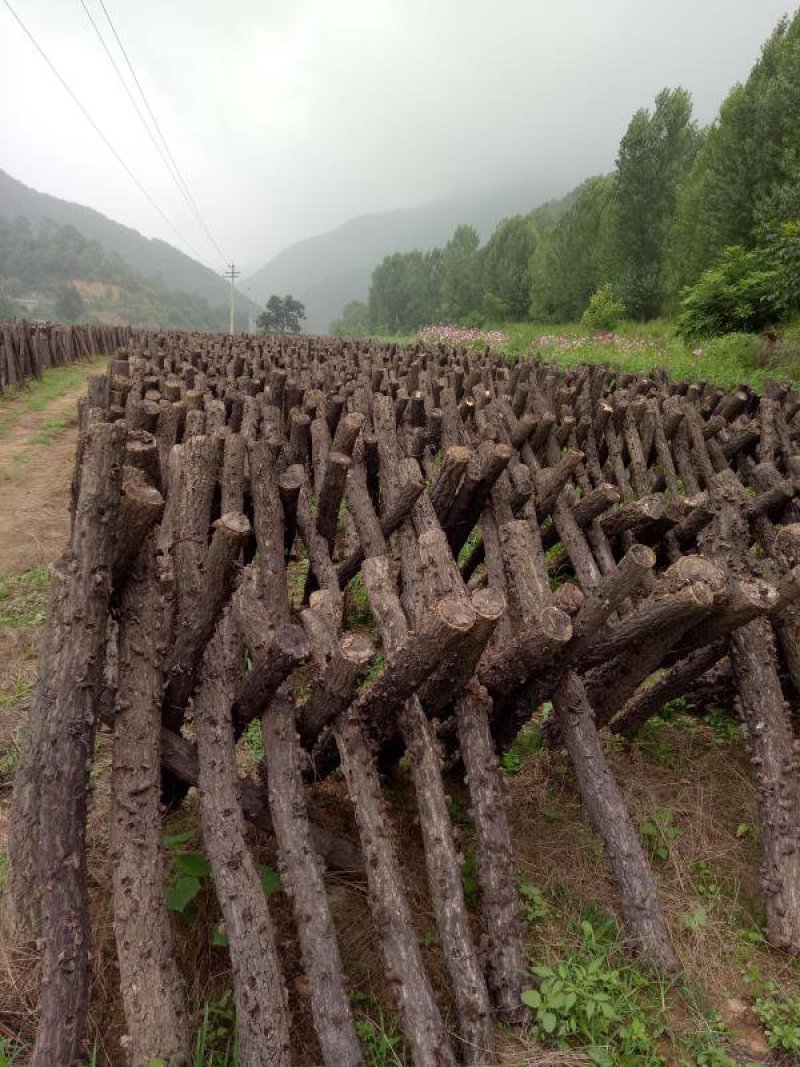 山西凉拌木耳即食深山特产木耳精品半野生100g干货特级