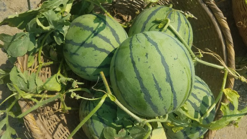 8424、美都西瓜大棚种植口感佳，甜度高