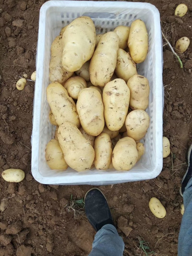 好土豆大量供应，个头猛皮毛好，发往全国，诚信交易。