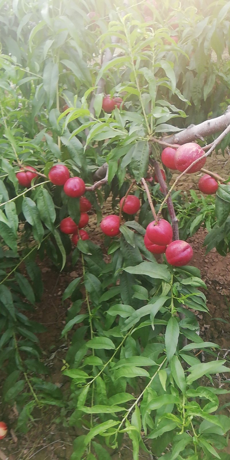 中油十六油桃