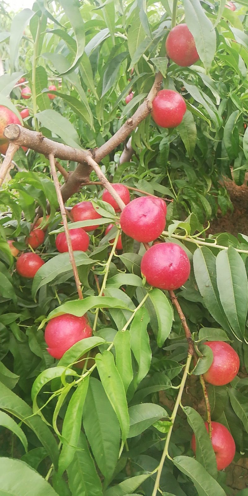 中油十六油桃