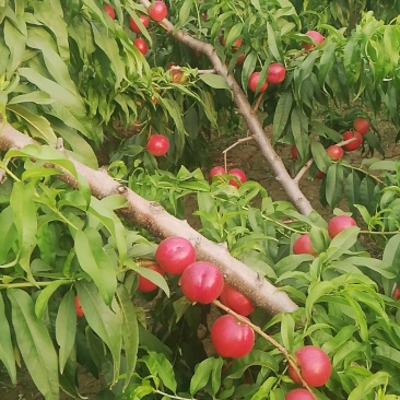 中油十六油桃