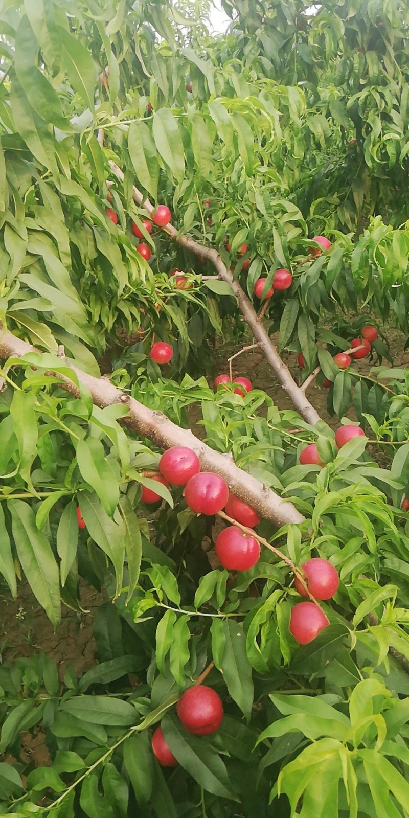 中油十六油桃