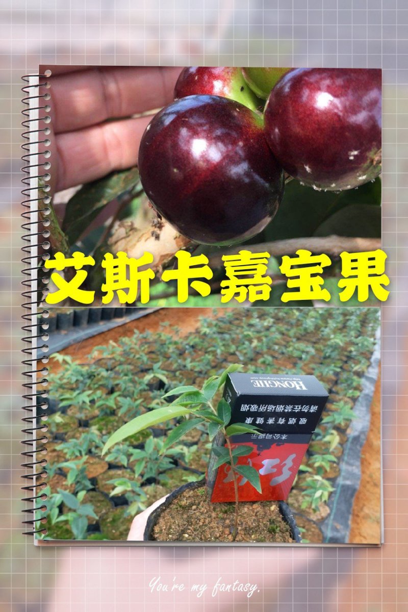 艾斯卡嘉宝果实生苗非四季红妃大白果阿苏保利斯塔