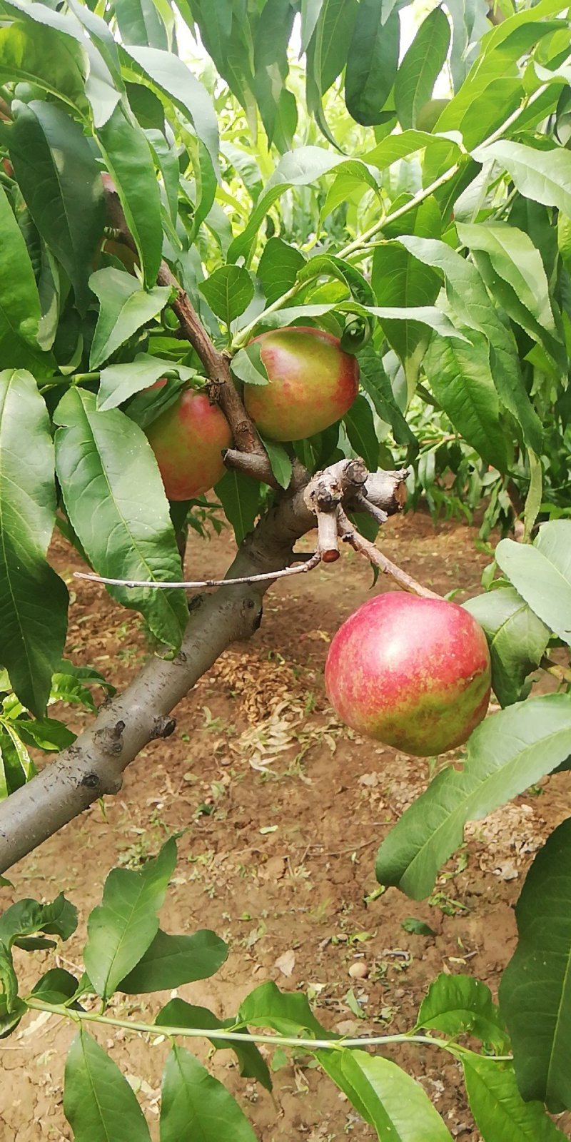中油五油桃