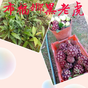 布福娜一年苗两年苗黑老虎种子