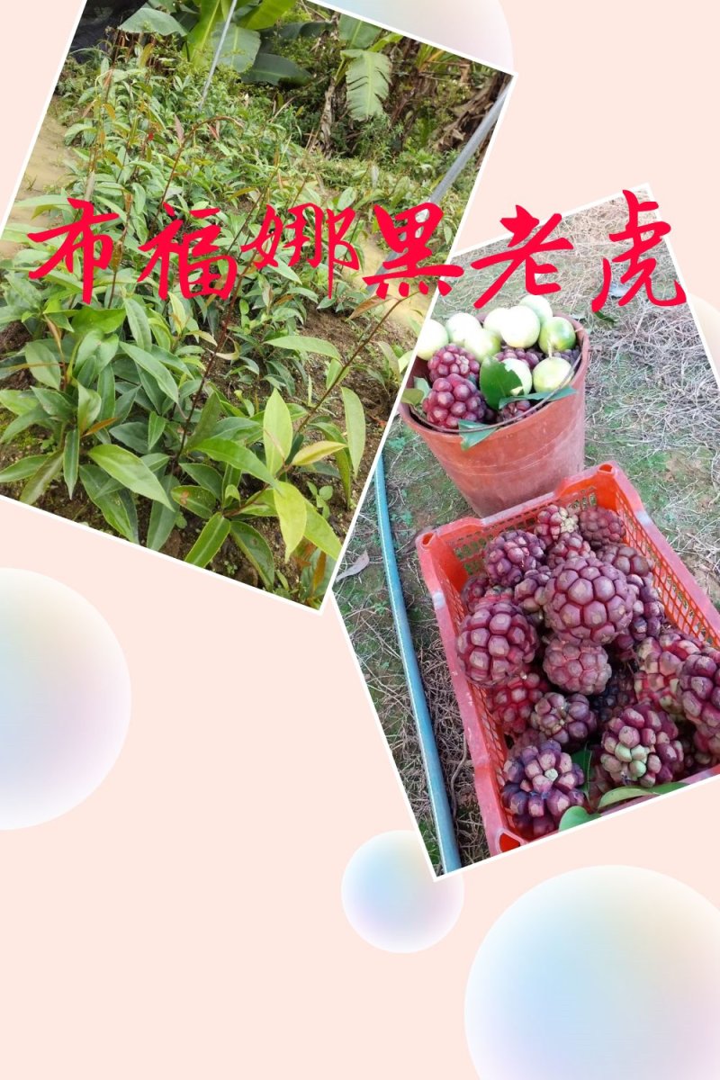 布福娜一年苗两年苗黑老虎种子