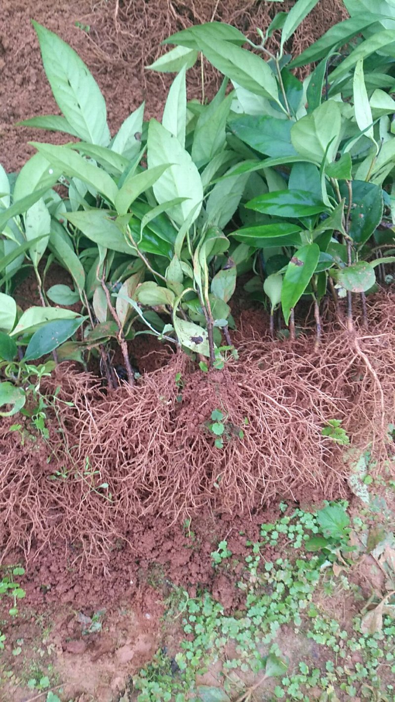 布福娜一年苗两年苗黑老虎种子