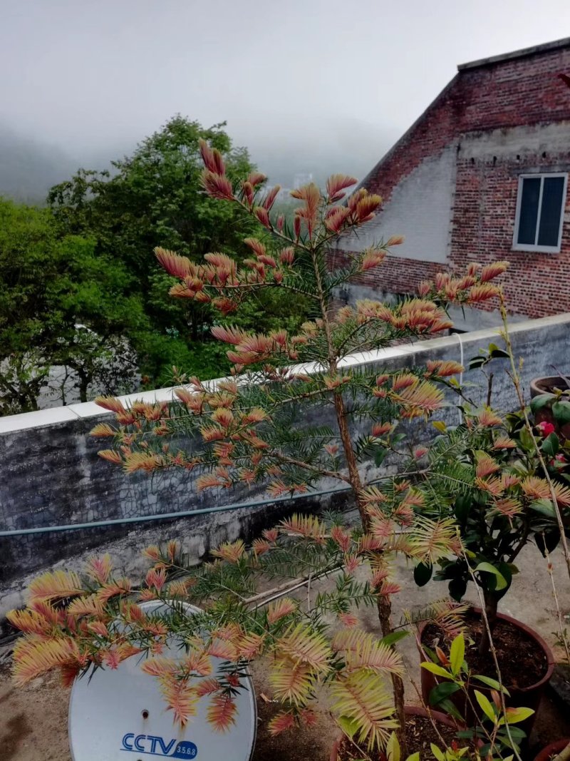 柔毛油杉非黄枝油杉江南油杉杜松