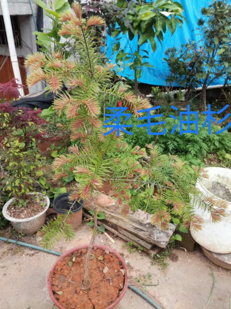 柔毛油杉非黄枝油杉江南油杉杜松