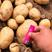 【土豆】河北中薯5号土豆原产地直发品质保证欢迎咨询
