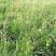 披碱草种子多年生草籽绿化必备种子品种护坡草籽