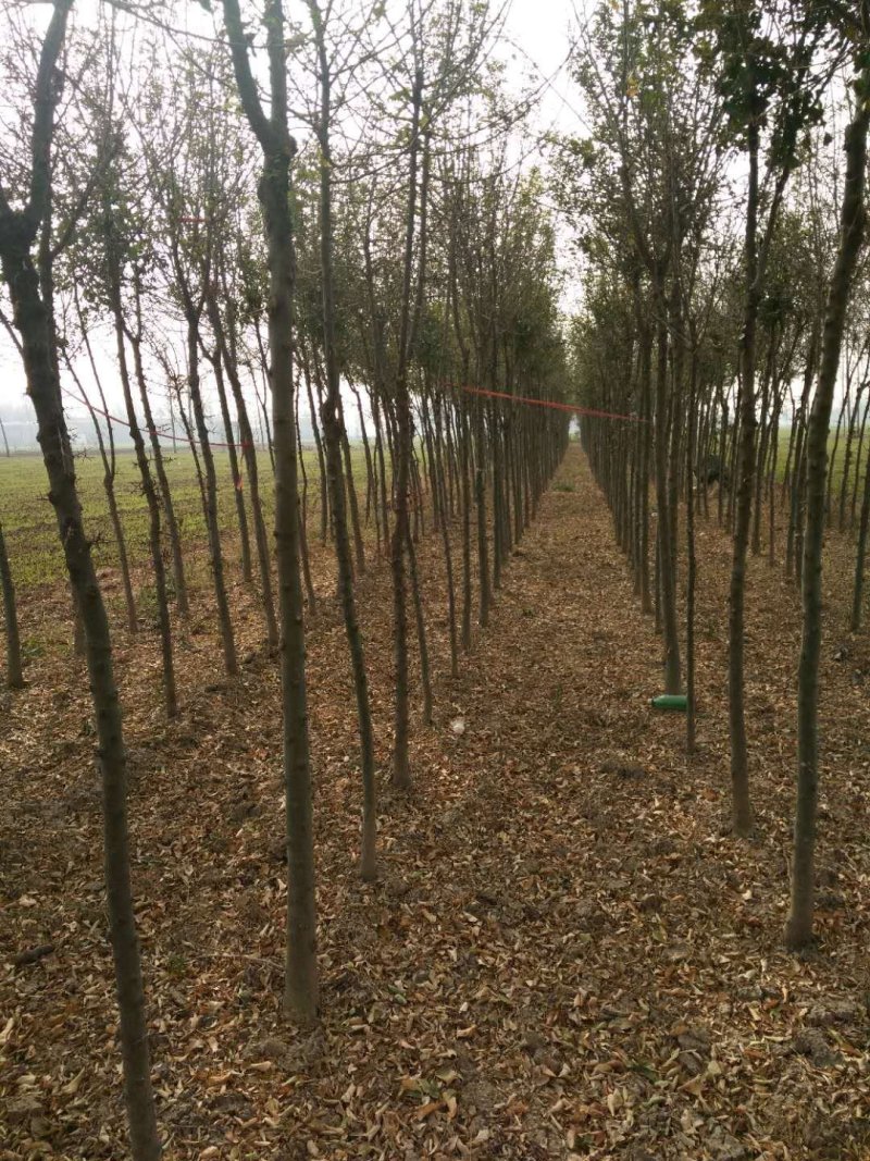 【优选】皂角树5~12公分根系发达树形优美全国发货
