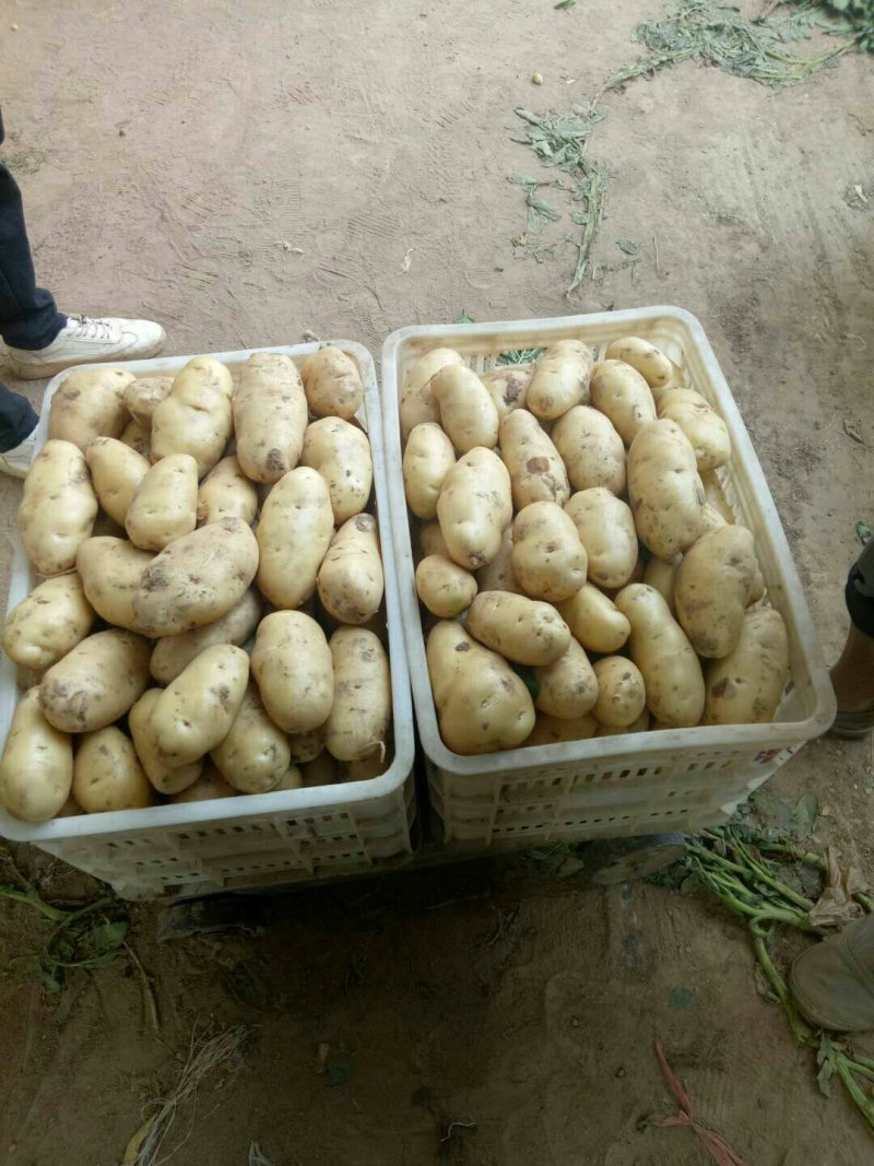 《荷兰十五土豆》品种规格齐全*电商市场代存代发