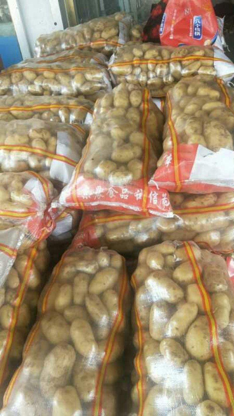 《荷兰十五土豆》品种规格齐全*电商市场代存代发